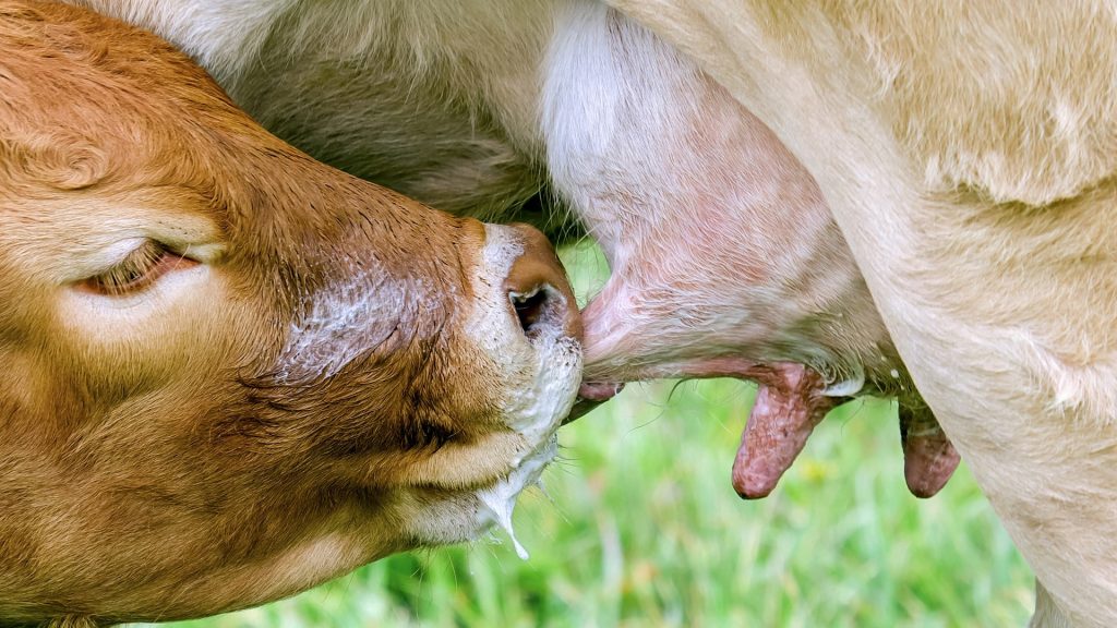 گوساله در حال شیر و آغوز خوردن از پستان مادر