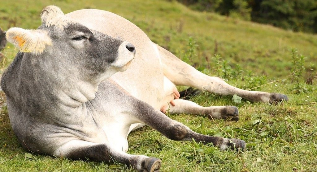 گاو سفید نشسته روی چمن - دوره خشکی