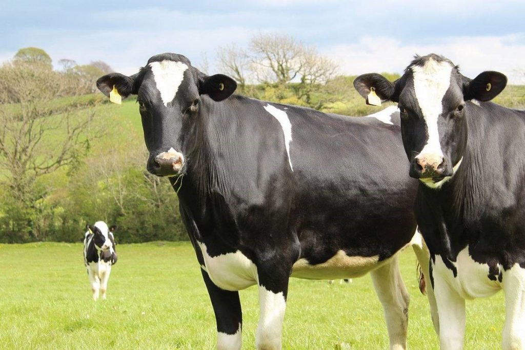 طول دوره خشکی و تاثیرات آن بر گاو های شیری