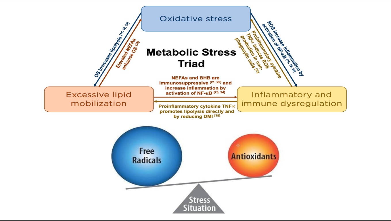 استرس اکسیداتیو در طول دوره انتقال و اختلالات متابولیکی مربوط به آن image