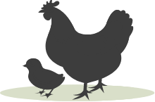 chicken-مرغ و طیور icon-atidam