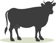 dairy-cow-گاو شیری icon-atidam